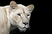 Afr White Lioness