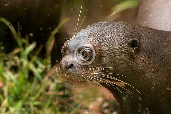 Giant Otter Close Up