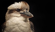 Kookaburra Head Shot Close Up