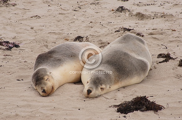 two sleeping sea lions