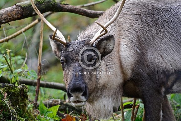 Caribou (Reindeer)