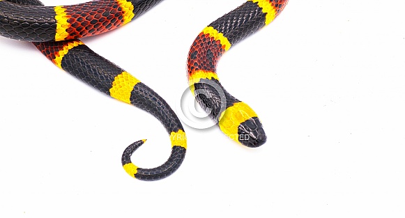 Venomous Eastern coral snake - Micrurus fulvius - close up macro of head and tail.  Top dorsal view isolated on white background