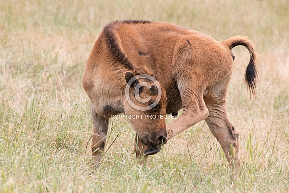 Plains Bison Calf