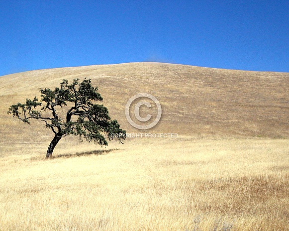California Oak Tree on a golden field