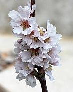 Almond Flowers Blossom