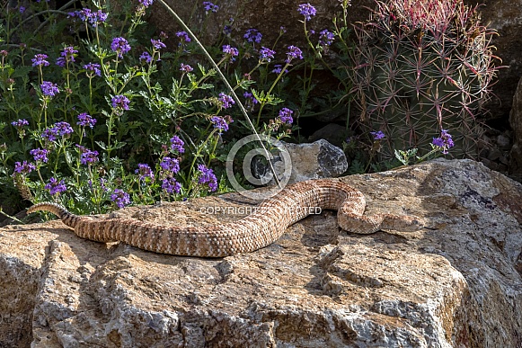 Southwestern Speckled Rattlesnake, Rose Variation