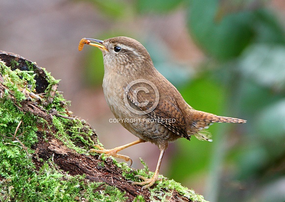Wren with lunch