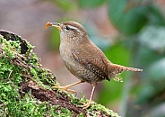 Wren with lunch