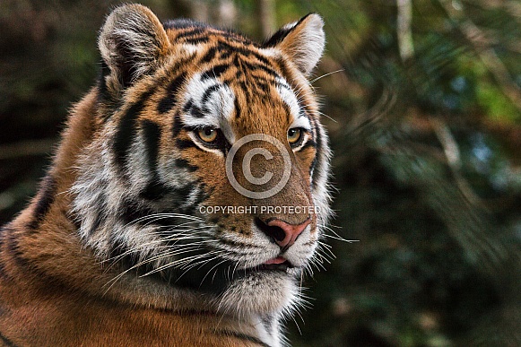 Amur tiger, face shot