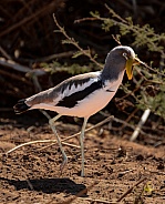 White-crowned Lapwing