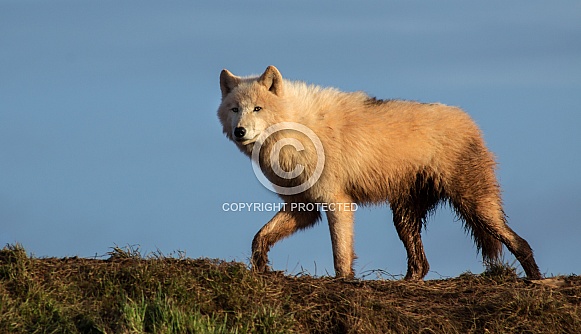Arctic Wolf running along ridge of a hill