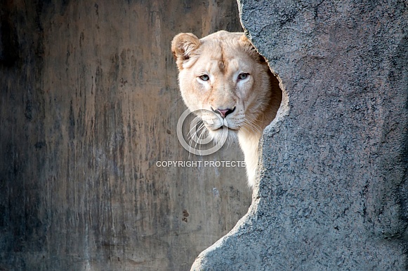 White lioness (Panthera Leo)