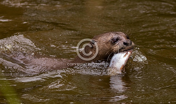 Giant Otter with Fish