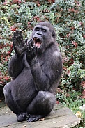 Gorilla clapping hands