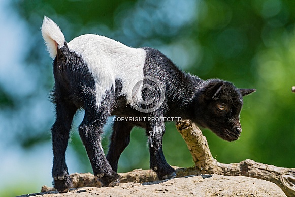 Black and White Goat