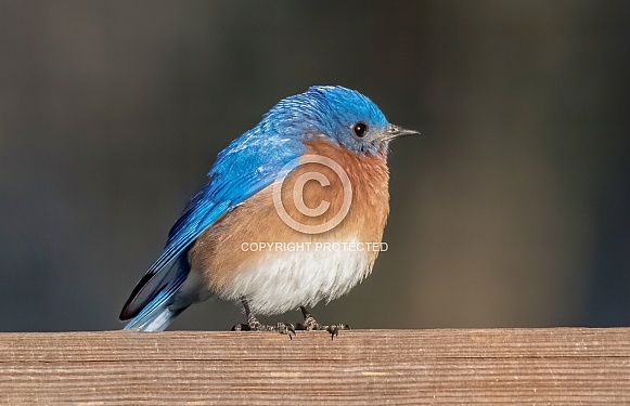 Tiny wild male eastern blue bird - Sialia sialis - perched on fence