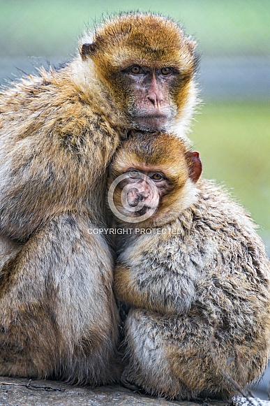 Pair of Macaques. Mother and Young