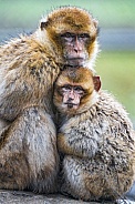 Pair of Macaques. Mother and Young