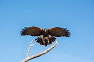 Harris's Hawk in Flight #2
