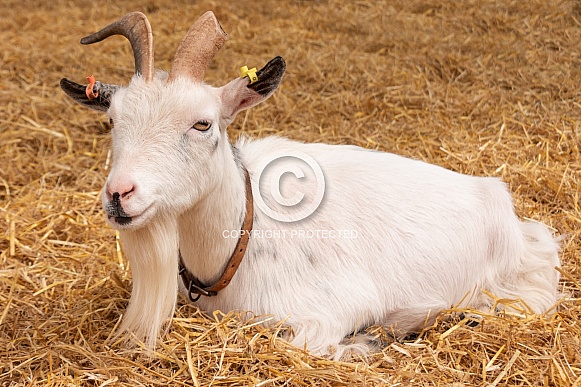 Pygmy Goat Lying Down In The Straw
