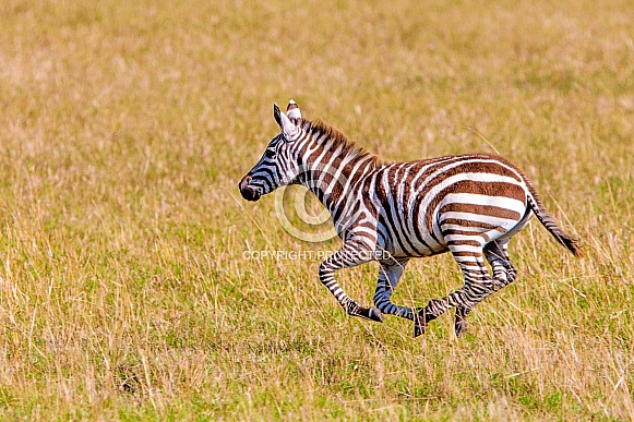 Zebra running