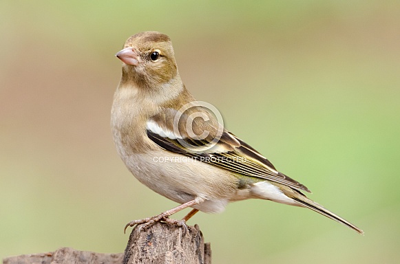 A Female Chaffinch