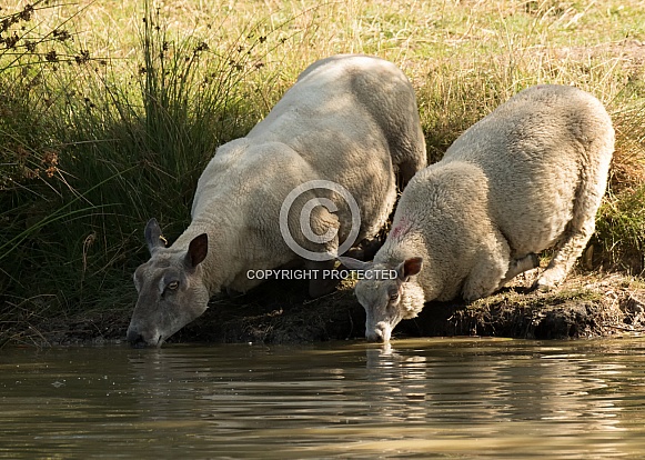 Ewe and Mature Lamb Drinking at a Lake