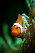 Ocellaris Clown Fish