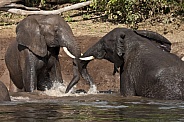 African Elephants enjoying a cooling mud bath
