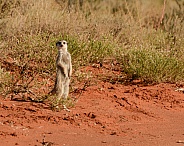 Meerkat in the Wild