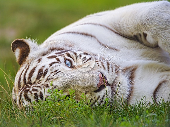 White tiger lying down