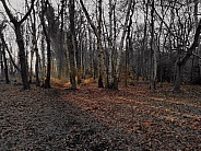 Cold Dark Woods