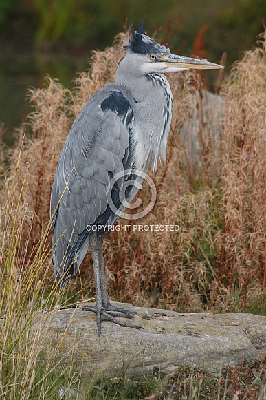Grey Heron Standing Tall