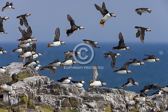 A flock of Puffins take to the air
