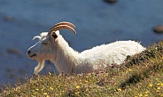 Great Orme Kashmiri Goats