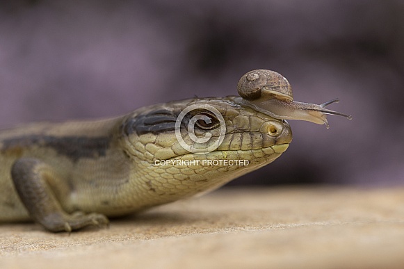 Eastern Blue Tongue Lizard and Snail
