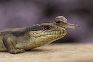 Eastern Blue Tongue Lizard and Snail