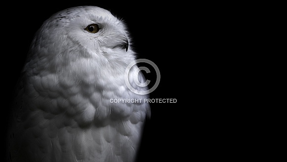 Snowy Owl Black Background