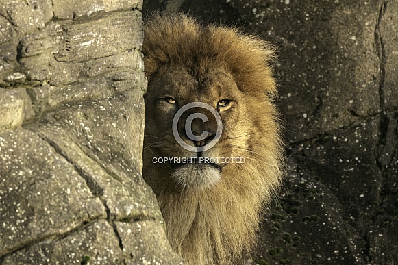 African Lion Peeking Behind A Rock