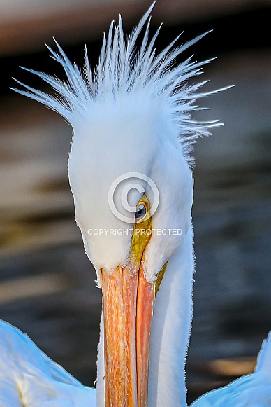 American White Pelican face close up