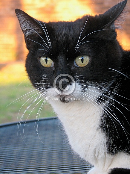 Tuxedo Female Domestic Cat