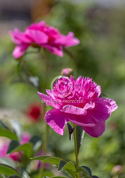Pink Peony Flowers standing tall in the sunlight