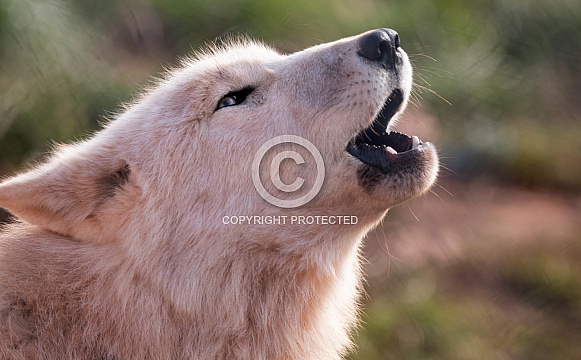 Arctic Wolf Close Up Howling