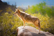 Coyote Profile