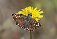 Orbed red underwing Skipper