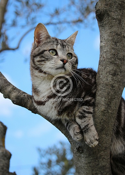 Watchful Tabby Cat