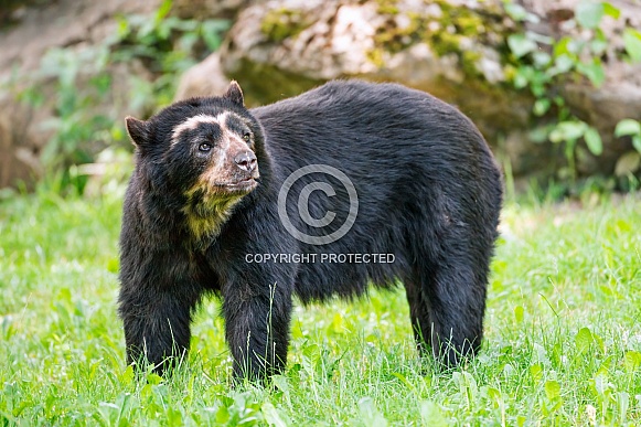 Spectacled bear in the grass