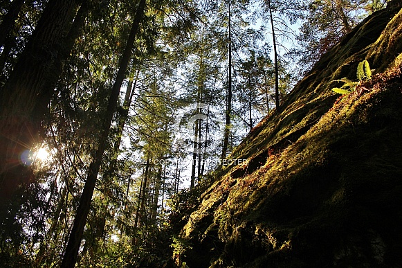 British Columbia Forest