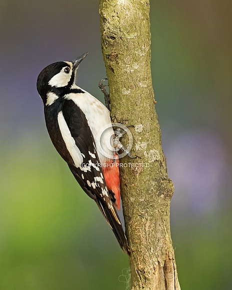 Great Spotted Woodpecker (female) in Bluebells