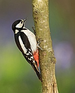 Great Spotted Woodpecker (female) in Bluebells